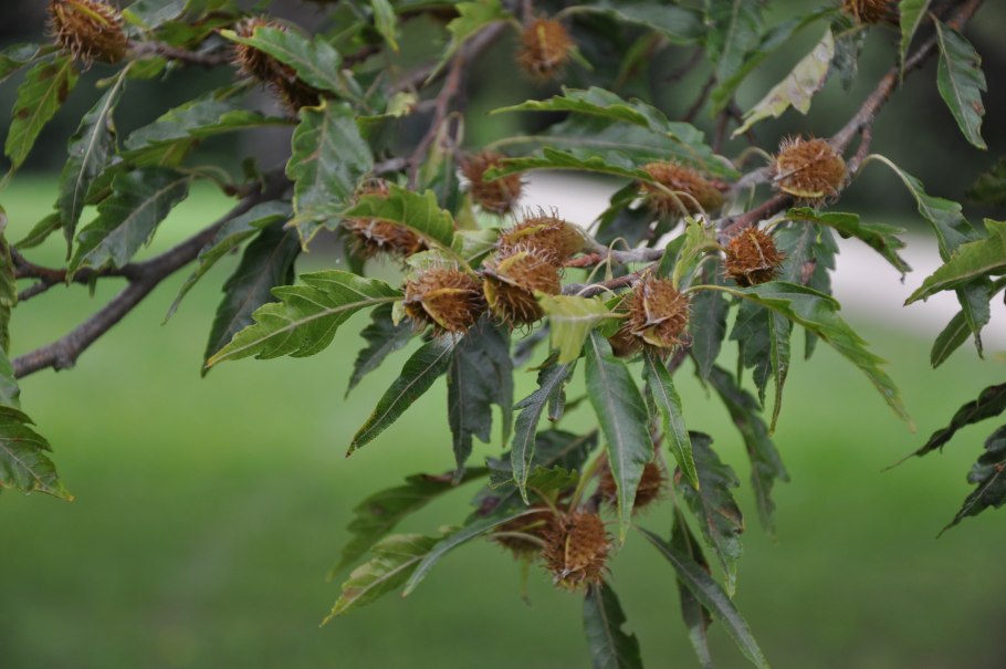 Fagus sylvatica asplenifolia