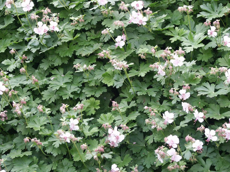 Герань Кембриджская Biokovo