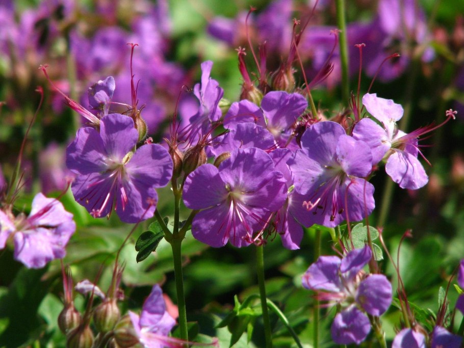 Герань Кембриджская Geranium cantabrigiense