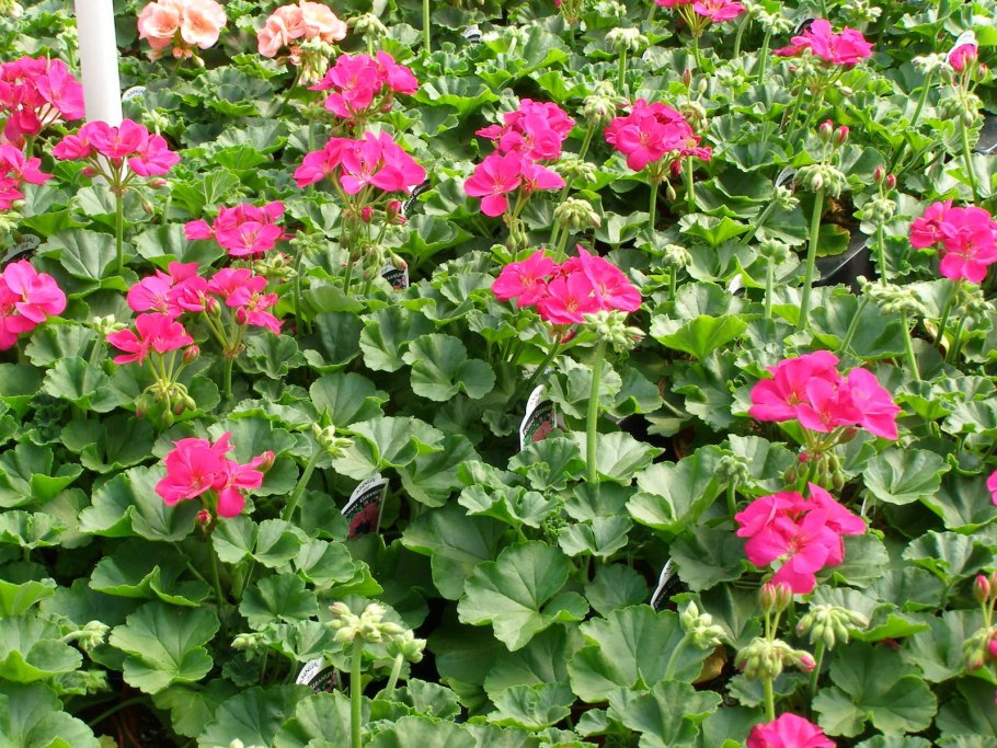 Герань кантабриджийская &#96;Karmina