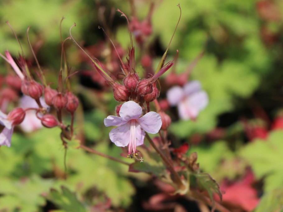 Герань кантабриджийская (Geranium cantabrigense &#96;St. Ola&#96;)