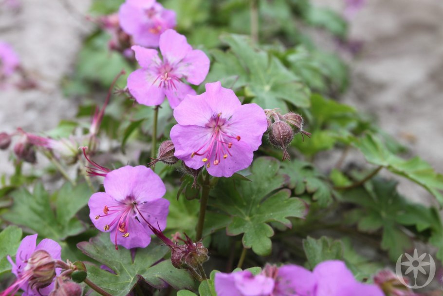 Герань кантабриджийская (Geranium cantabrigense &#96;Biokovo &#96;)