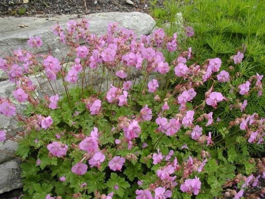Садовая герань многолетняя кантабирийская