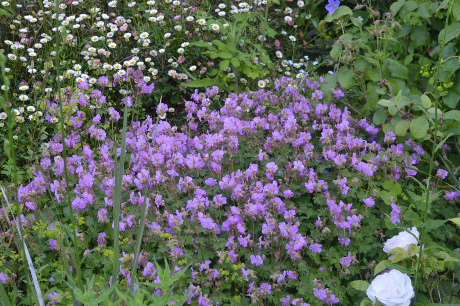 Герань Кембриджская Cambridge