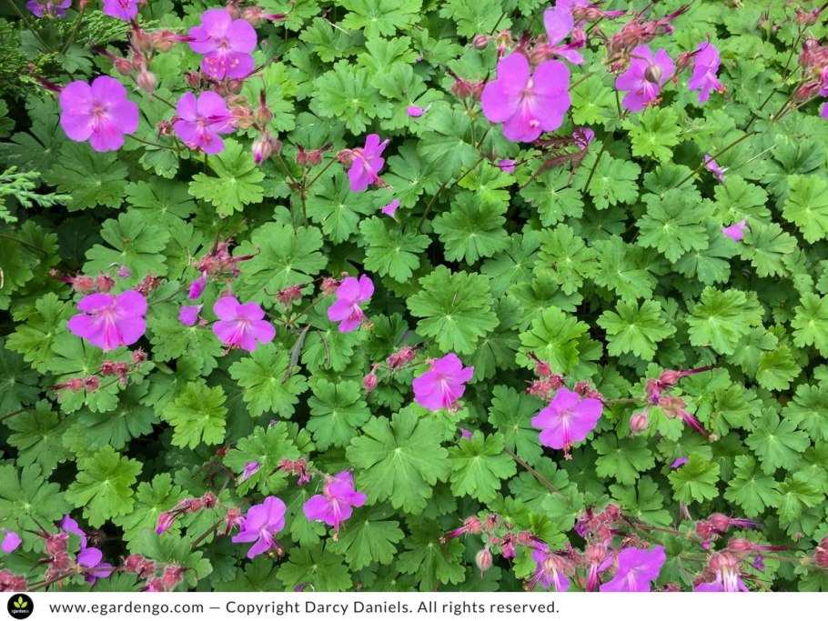 Герань Кембридж