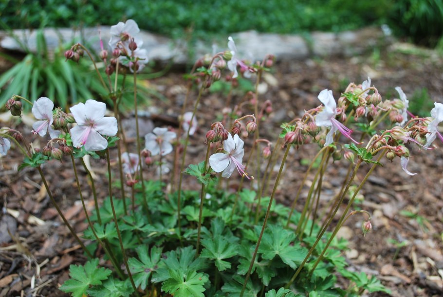 Герань кантабрийская 'Biokovo'