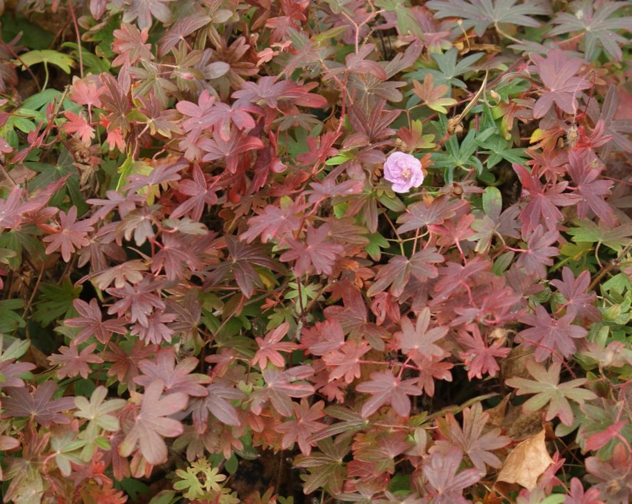 Пеларгония Nacton