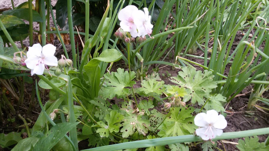 Герань кентабриджийская St Ola