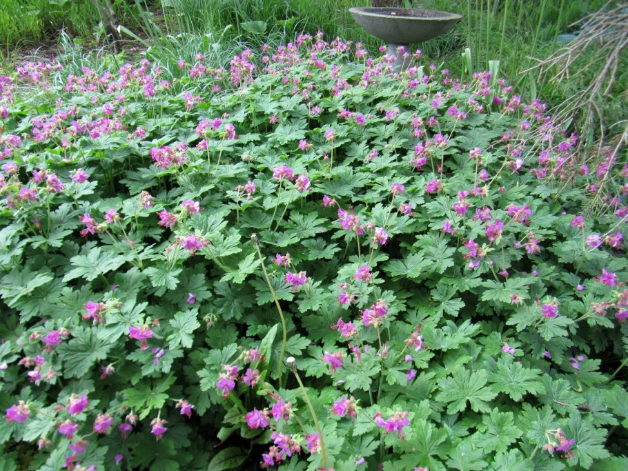 Герань Кембриджская "Karmina"