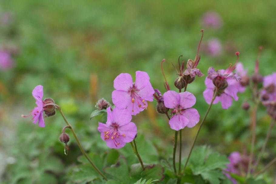 Герань Кембриджская Кармина (с2) розовый