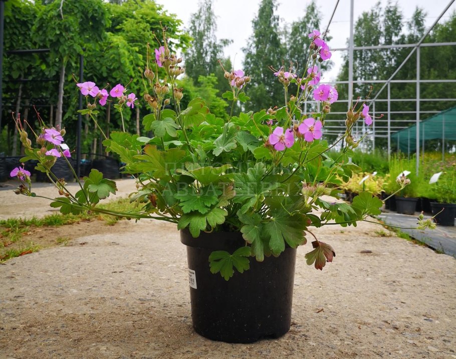 Герань Кембриджская Biokovo