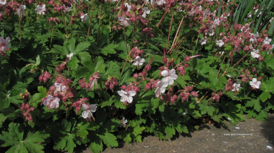 Герань кроваво-красная Нью Хэмпшир