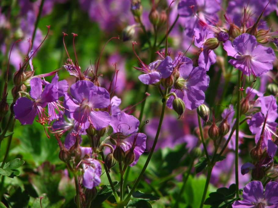 Герань Кембриджская Кембридж