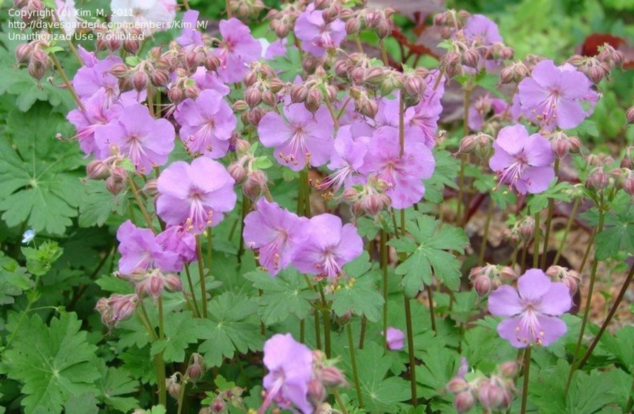 Герань гибридная 'Sirak'