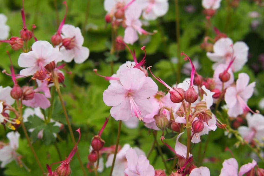 Герань Biokovo