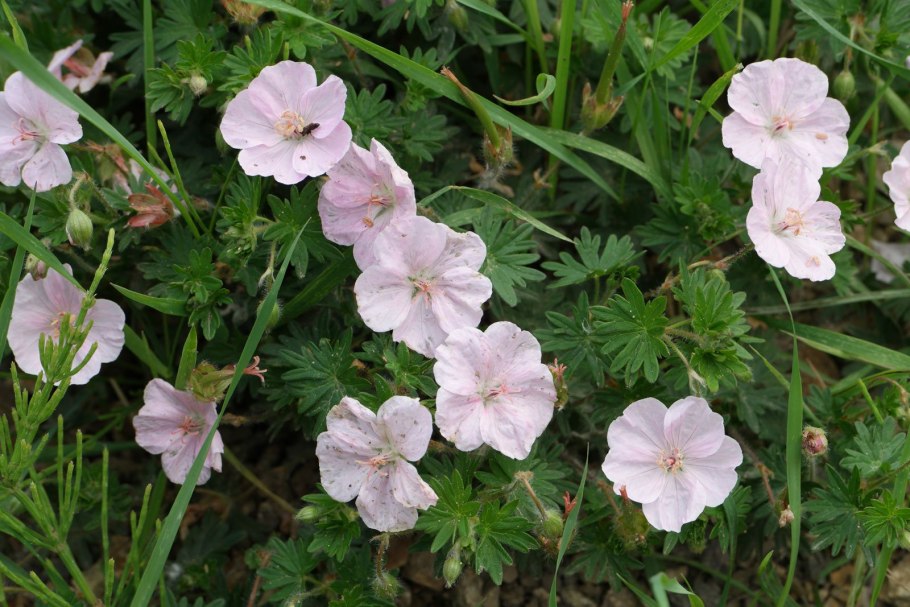 Quantock Rose пеларгония