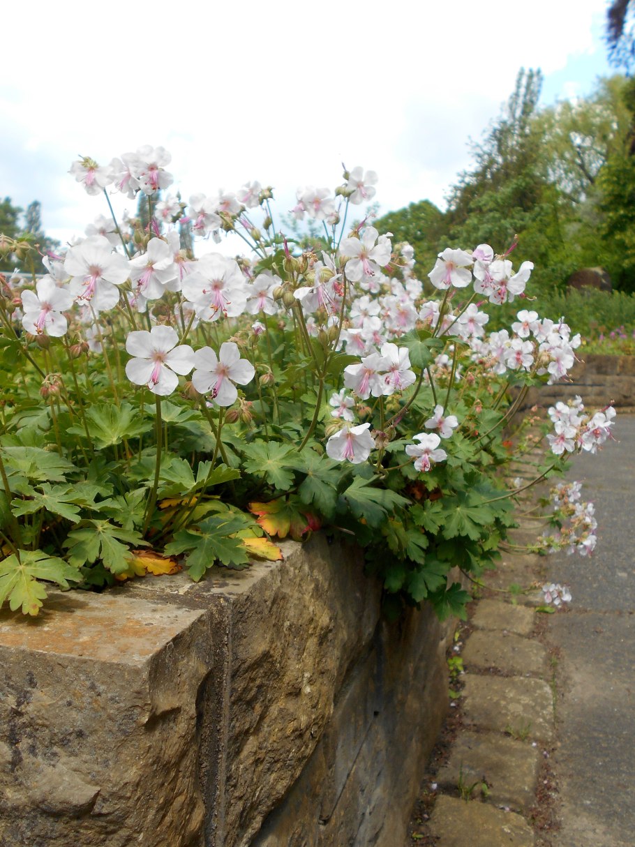 Герань Кембриджская Кармина