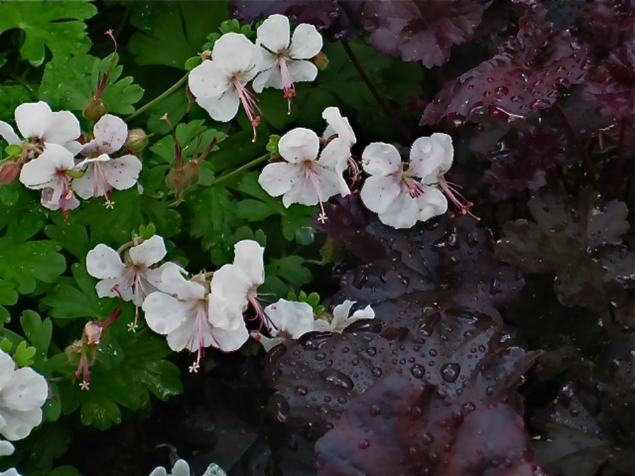 Герань кантабриджийская (Geranium cantabrigense &#96;Biokovo &#96;)