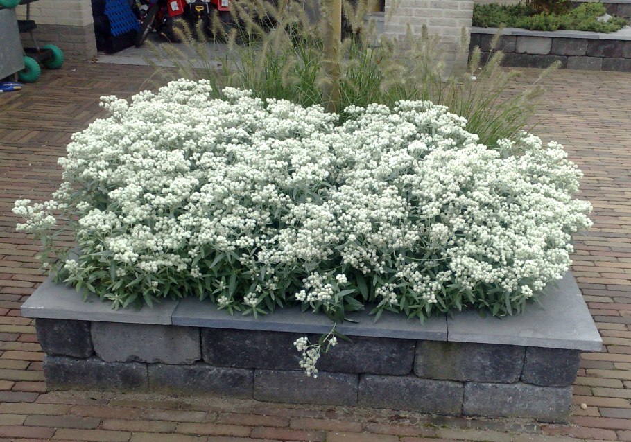 Ясколка Биберштейна всходы