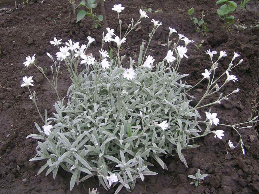 Ясколка Биберштейна серебряный ковёр