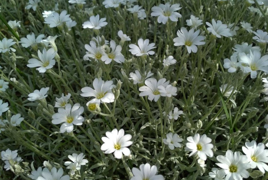 Ясколка Биберштейна