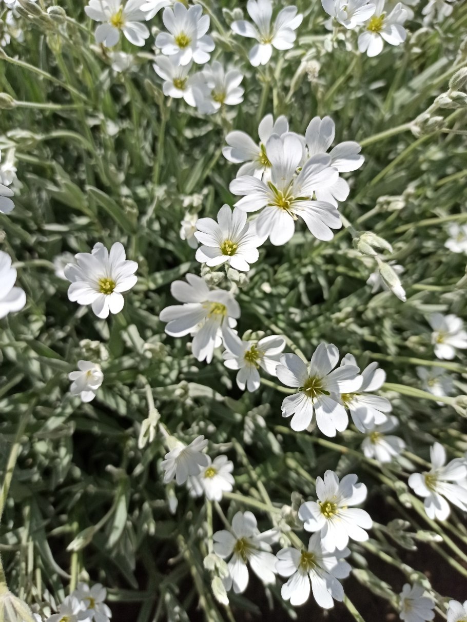 Ясколка серебряный