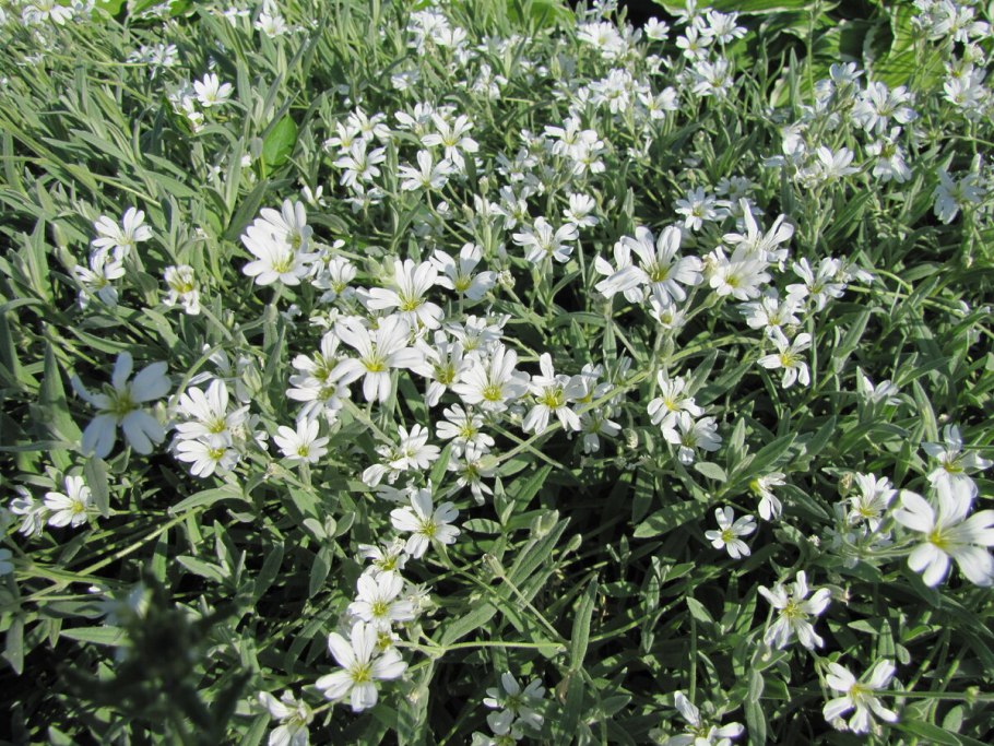 Ясколка фото