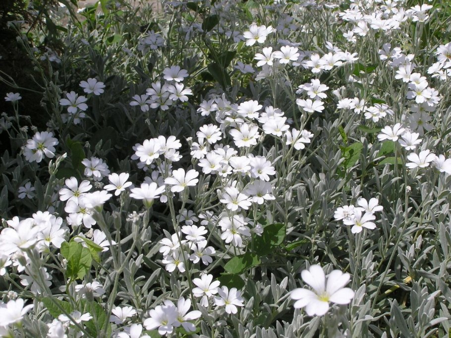 Ясколка Биберштейна