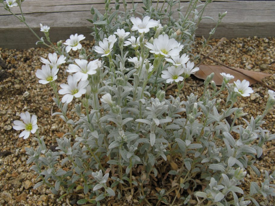 Ясколка Биберштейна Виктория