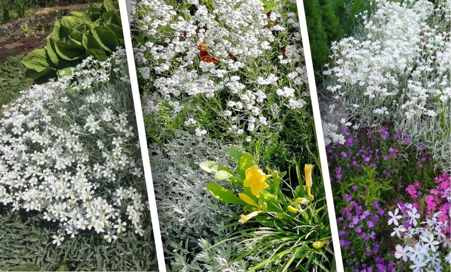 Ясколка войлочная columnae