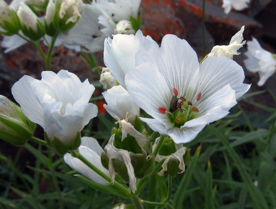 Гипсофила Розеншлейер