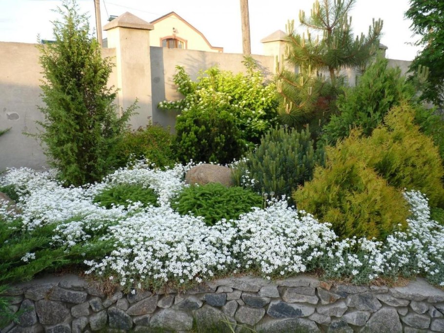 Ясколка биберштейна