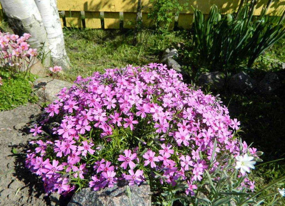 Ясколка Биберштейна Виктория