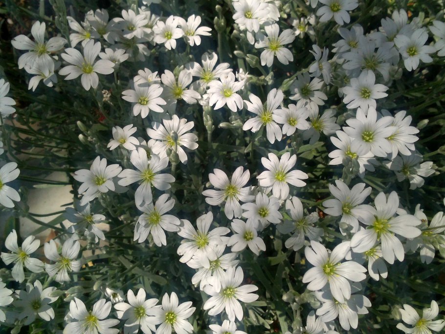 Ясколка и Флокс шиловидный