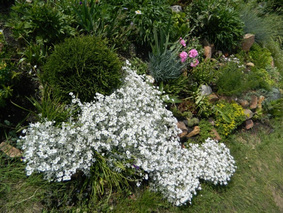 Ясколка войлочная (Cerastium tomentosum)