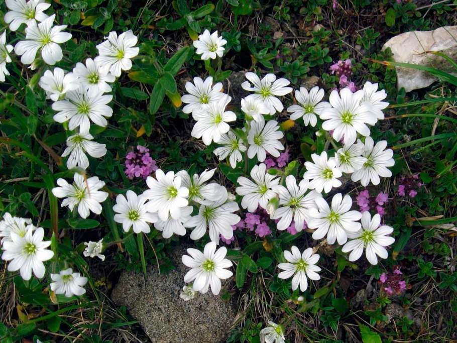 Ясколка войлочная Альпийская