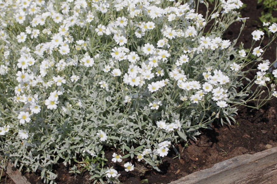 Ясколка войлочная (Cerastium tomentosum)