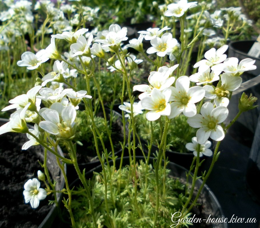 Ясколка Биберштейна Cerastium biebersteinii