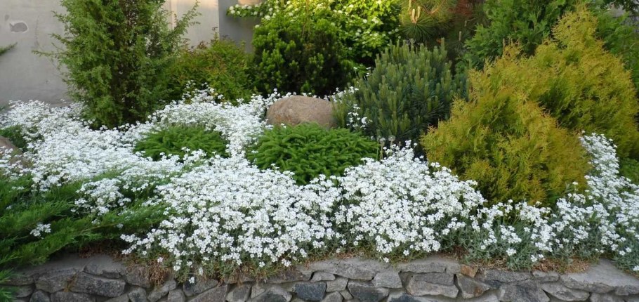 Ясколка Биберштейна