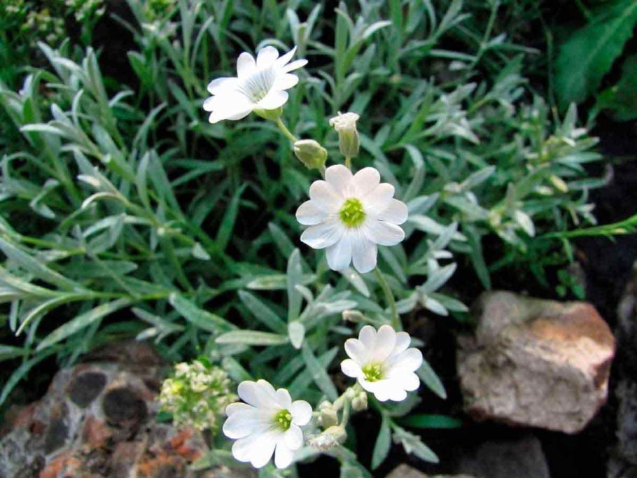 Ясколка Хрустальный водопад