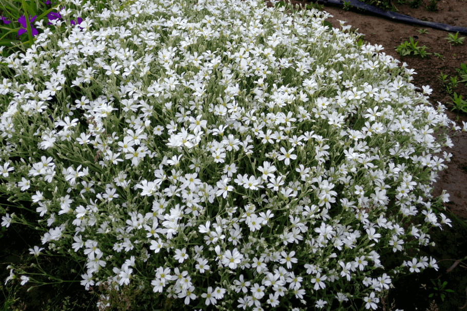 Ясколка Биберштейна