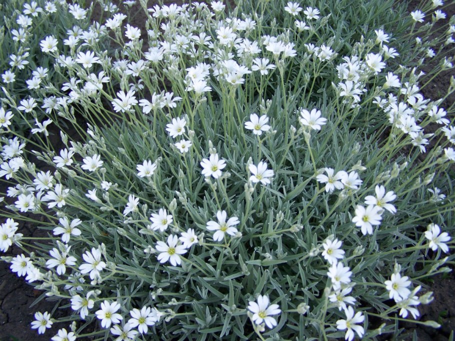 Ясколка с розами