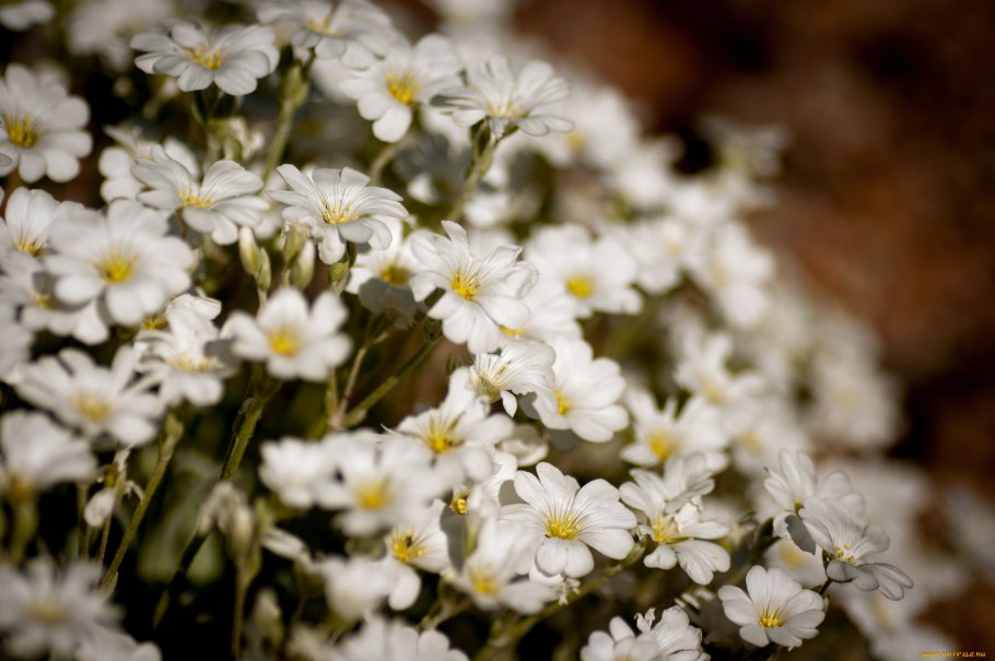 Цветок ясколка