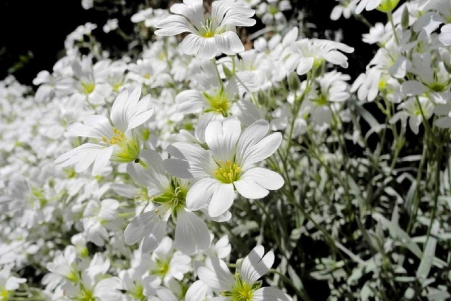 Ясколка Биберштейна нежность