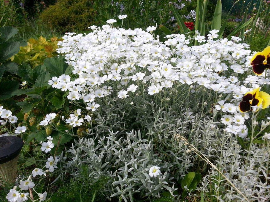 Ясколка шерстистая