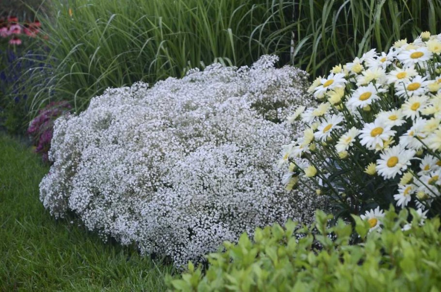 Ясколка Биберштейна ростки