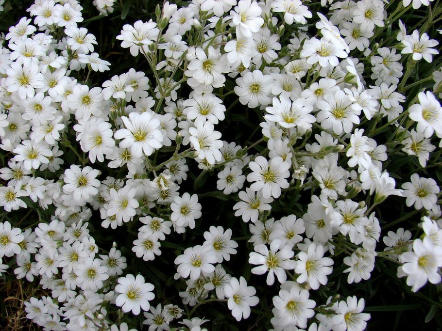 Алиссум снежный ковер