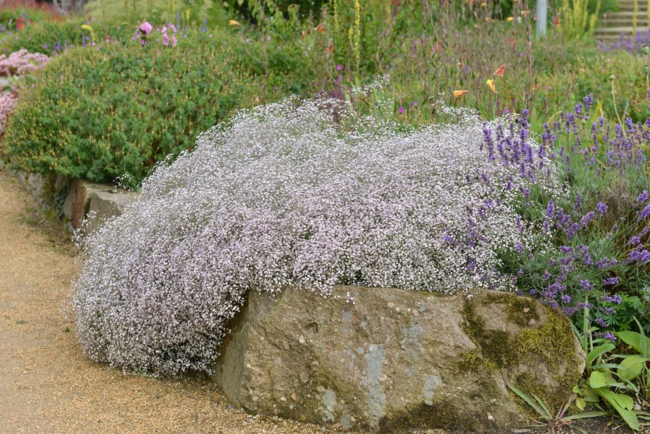 Гипсофила метельчатая (Gypsophila paniculata)