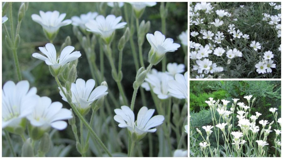 Ясколка войлочная (Cerastium tomentosum)