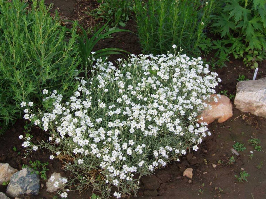 Ясколка войлочная (Cerastium tomentosum)